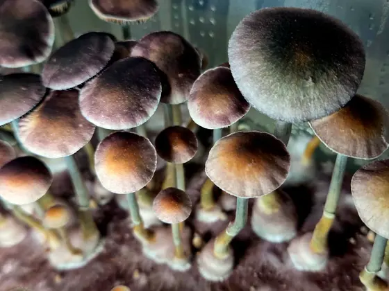 Green Cap Ochra by Hyphal Mind