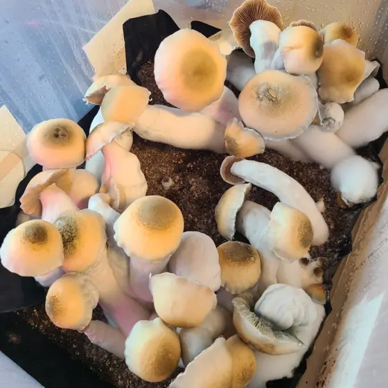 Yeti x Melmac by Sonoran Spores