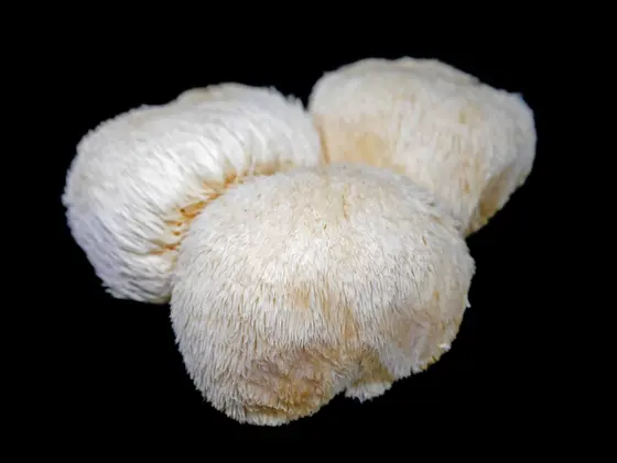 Lions Mane Culture 10ml by MycoWorld