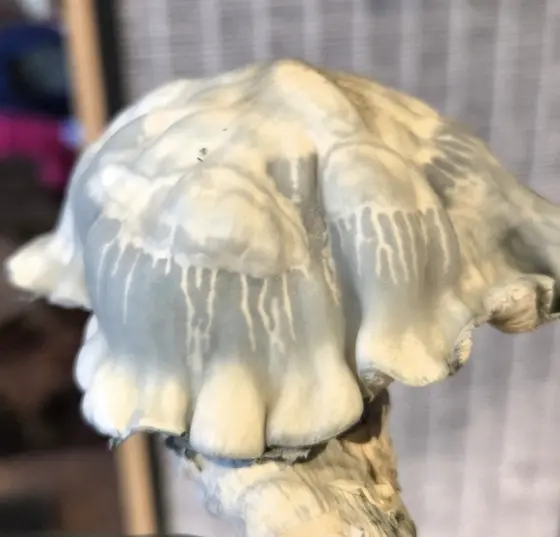 Blue Voodoo (Blue Ravioli x Natal Moon) 10cc Spore Syringe by MycoWorld
