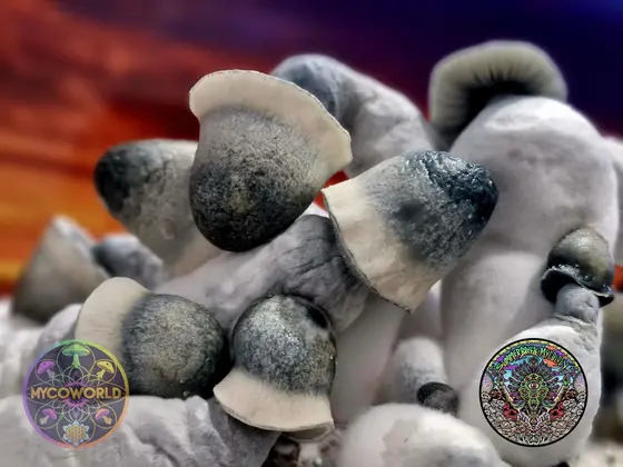 Rango Gates - (Rango APE x Lucid Gates) Spore Syringe by MycoWorld