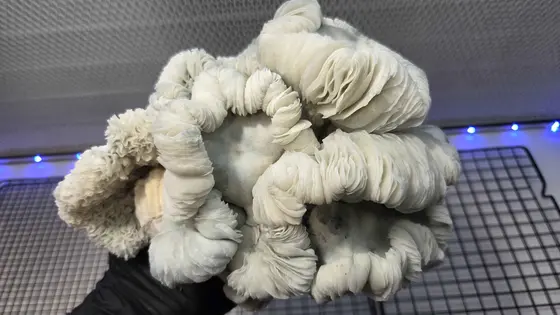 Oaxacan Frost (Jack Frost x Maria Sabina) Spore Syringe by MycoWorld
