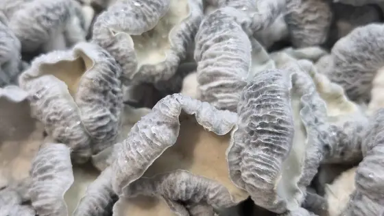 Jack Frost x Mayahuel Spore Syringe by MycoWorld