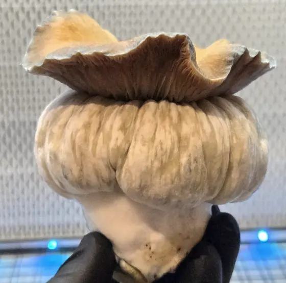MEGA MAK 188 (Megaton x Melmak TP) Spore Syringe by MycoWorld
