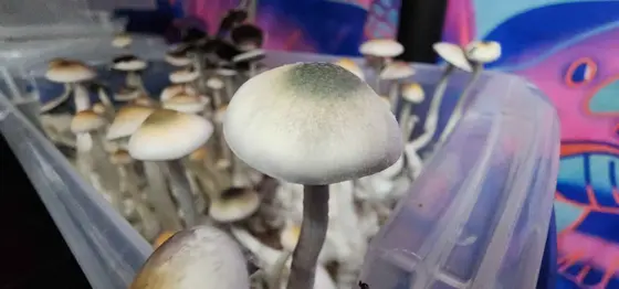 Natalensis Green Cap by MycoWorld