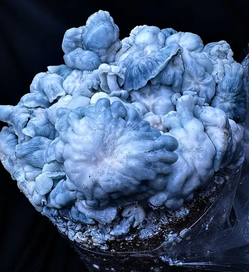 Blue Voodoo (Blue Ravioli x Natal Moon) iso Spore Syringe by MycoWorld