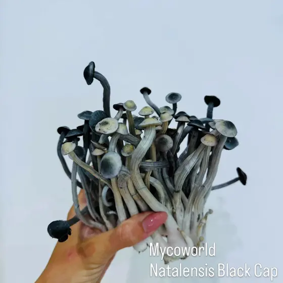 P Ochra (prev. Natalensis) Black Cap by MycoWorld