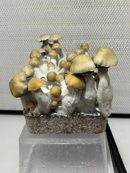 King Cold (Jack Frost x Thrasher) iso Spore Syringe 10ml by MycoWorld
