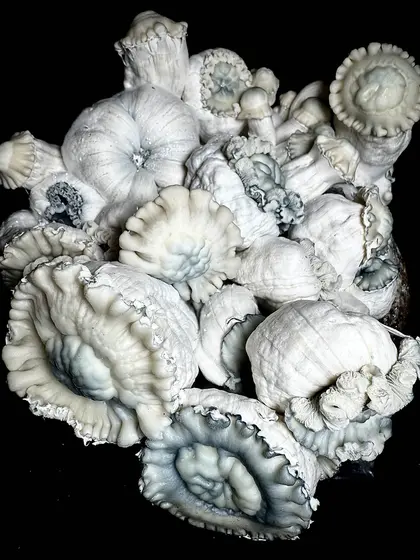 Gamma Decay - (Blue Rav x Black Betty Gates) Spore Syringe by MycoWorld