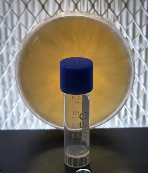 Pandora (Australian Pan Cyan) - Agar Wedges by Hyphal Mind