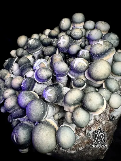 Starry Night APE (SNAPE 50 iso) - Spore Syringe by MycoWorld