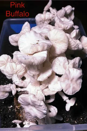 Albino Pink Buffalo by TecheGenetics
