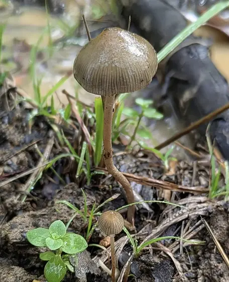 Psilocybe Tasmaniana (Australian Wild Gen) by Hyphal Mind