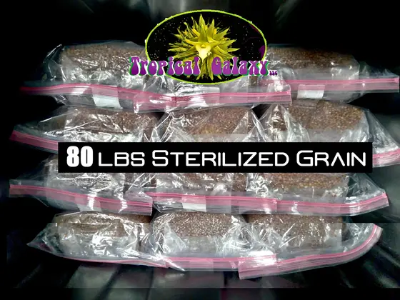 80lbs Bulk Sterilized Grain for Mushroom Spawn ,10x 8lb Bags