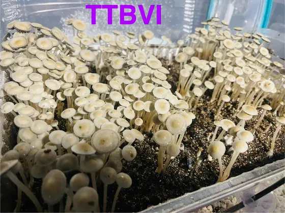 TTBVI by TecheGenetics