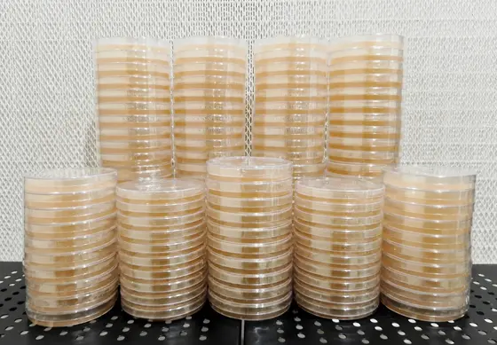 PRE POURED AGAR PLATES LOW NUTRITION by Aus Myco Kingdom