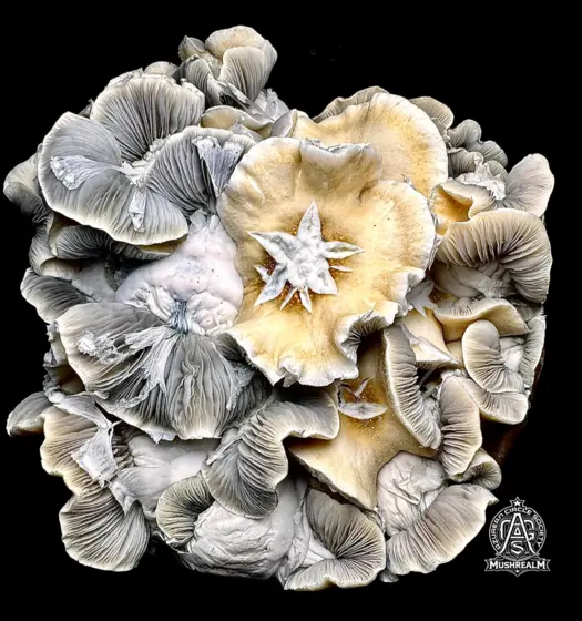 Bully f0 (whitebilly x bullrun) - Isolated Spore Syringe