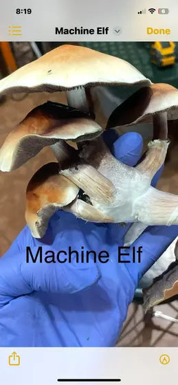 Machine Elf by TecheGenetics