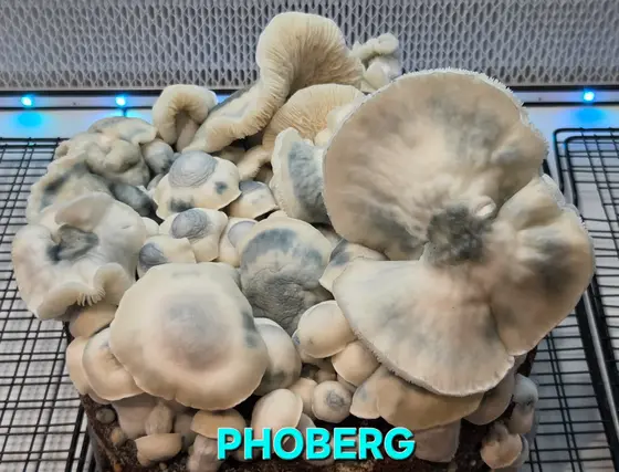 PHOBERG - 10Ccc Isolated Liquid Culture by What The Fungi