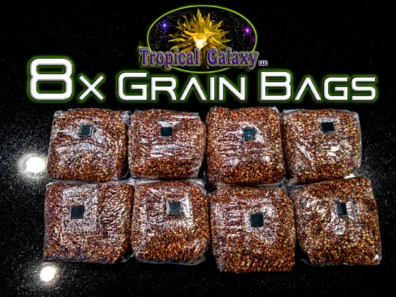 8x 2lb Sterilized Mushroom Grain Bags, 16lbs Total