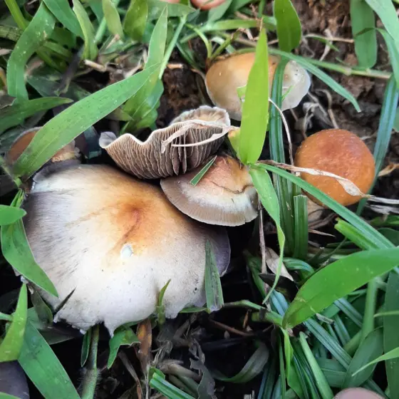 LANDRACE - Maui (Cubensis) by Sonoran Spores