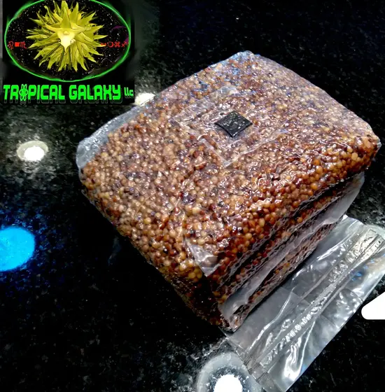4lb Sterilized Grain for Mushroom Spawn, Inoculation Port Included