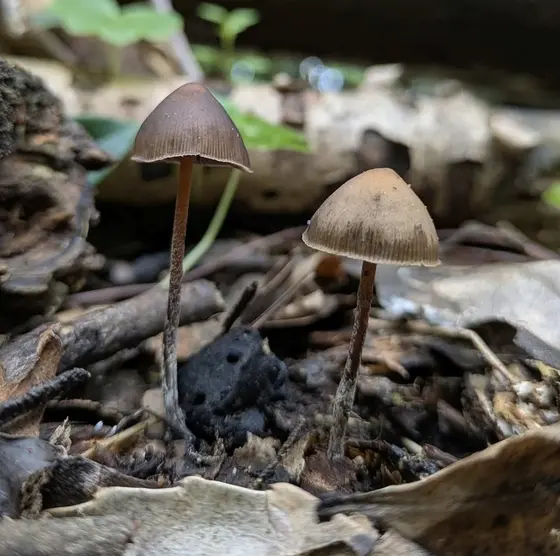 Psilocybe Papuana (Australian Wild Gen) by Hyphal Mind