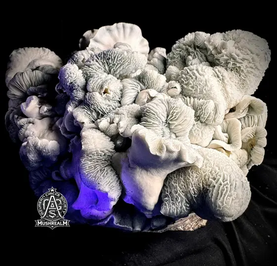 BLUE VOOTWO (ACS Blue voodoo iso) - Isolated Spore Syringe