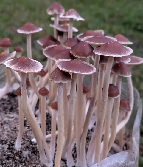 Psilocybe Samuiensis (Australian Wild Gen) by Hyphal Mind