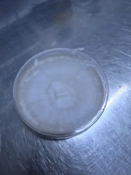 Old plates to work with / study by CB Shroomy