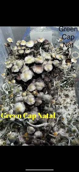 Green cap Nats by TecheGenetics