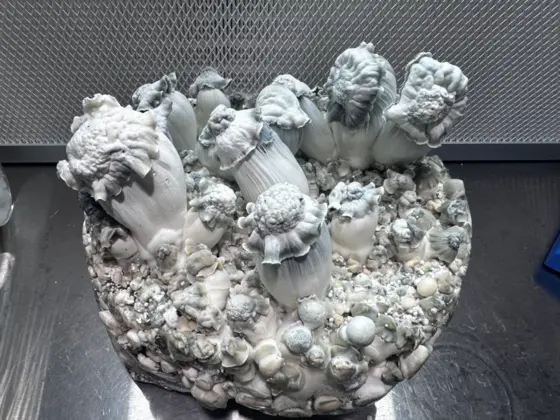 Indian Graveyard