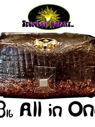 8lb All-in-One Super Sized Mushroom Grow Bag
