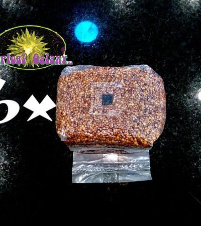 6x4lb Sterilized Mushroom Grain Bags , 24lbs Total for Mushroom Spawn