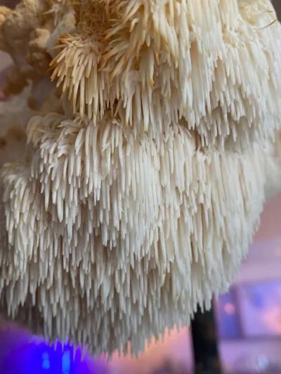 Lion’s Mane Mushroom Grow Kit by Culture Shrooms