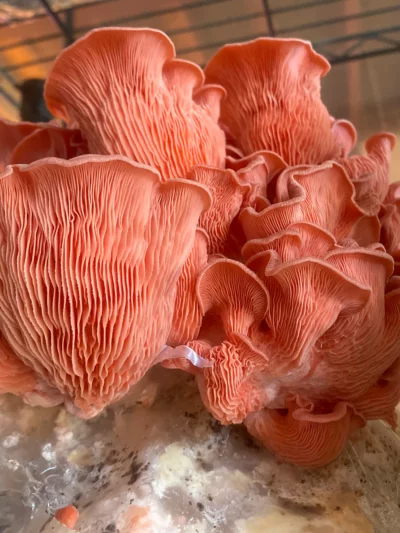 Pink Oyster Mushroom Grow Kit by Culture Shrooms