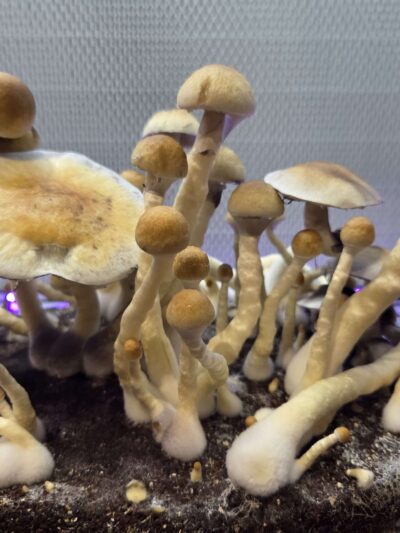 Mt. Cotton - (Wild Australian Landrace) Spore Syringe
