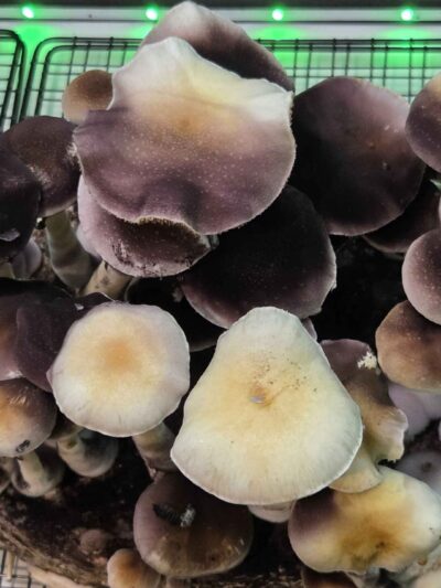 Farmers Forage - (Wild Australian Landrace) 10cc Isolated Liquid Culture