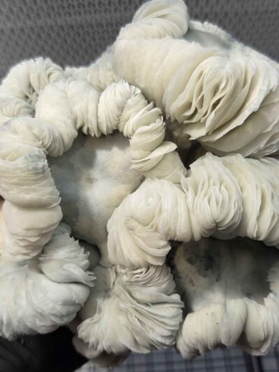 Oaxacan Frost (Jack Frost x Maria Sabina) Spore Syringe