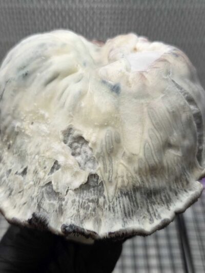 EMP (Electro Magnetic Psilocybe)  10cc Isolated Liquid Culture