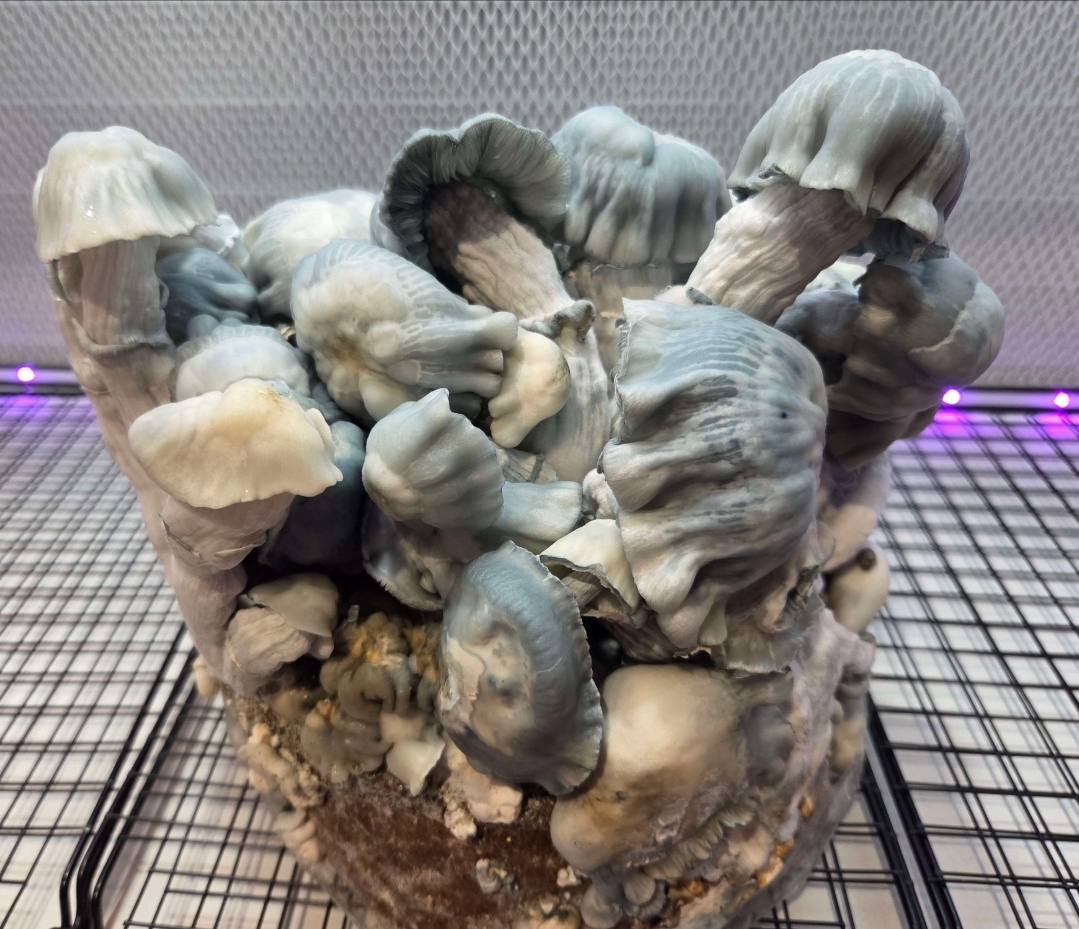 Blue Voodoo - 10cc Isolated Liquid Culture - Image 14