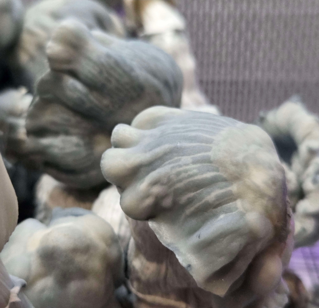 Blue Voodoo - 10cc Isolated Liquid Culture - Image 12