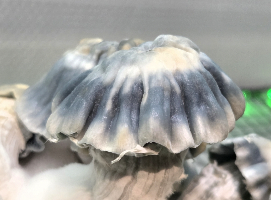 Blue Voodoo - 10cc Isolated Liquid Culture - Image 8