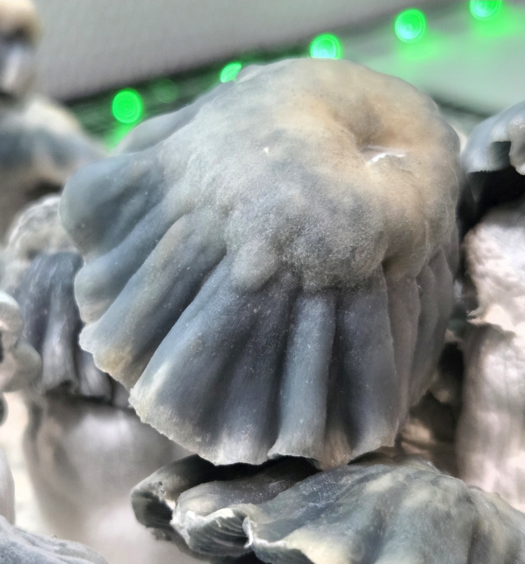 Blue Voodoo - 10cc Isolated Liquid Culture - Image 7