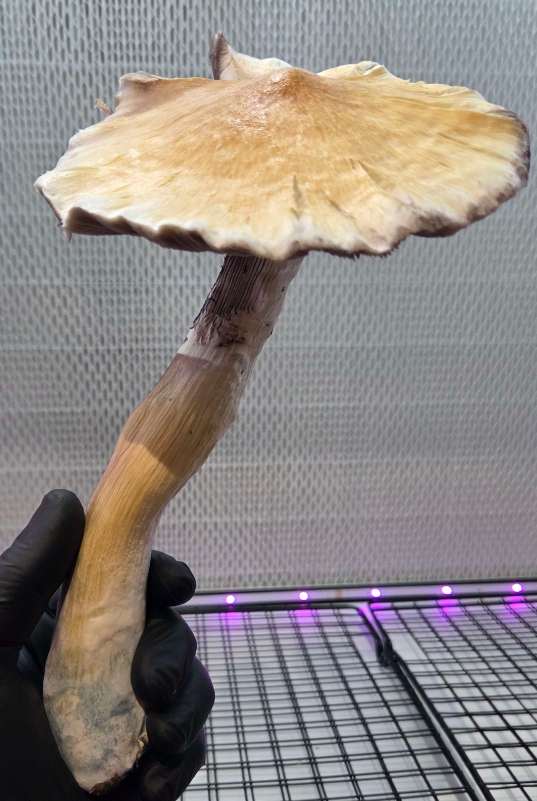 Golden Satelite (Golden Teacher x Natal Moon) 10cc Isolated Liquid Culture - Image 3