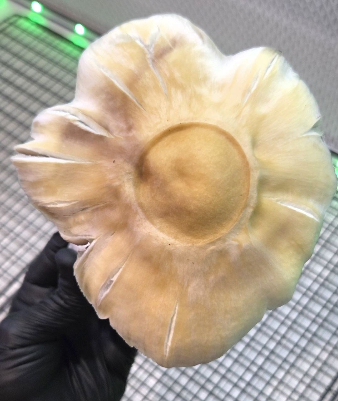 Golden Satelite (Golden Teacher x Natal Moon) 10cc Isolated Liquid Culture - Image 5