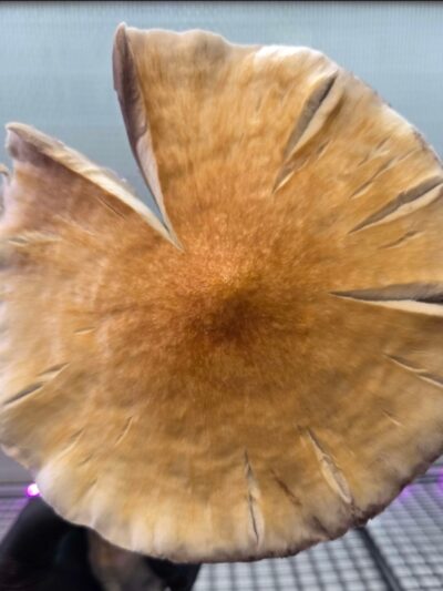 Golden Satelite (Golden Teacher x Natal Moon) 10cc Isolated Liquid Culture