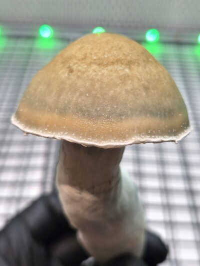 Swamp Mak (LSG x Melmak XXL) 10cc Isolated Liquid Culture