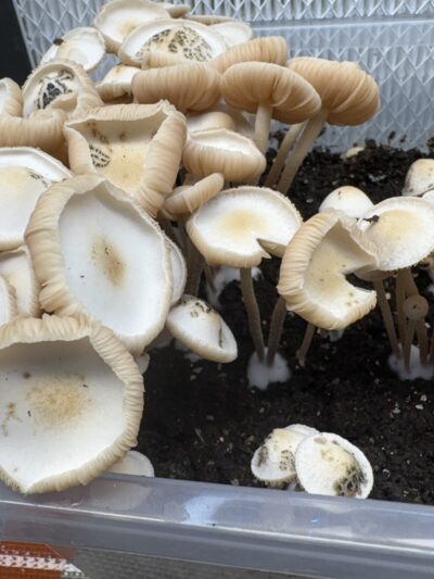 Eungai Pan Cyan Spore Print