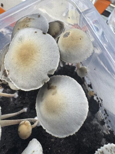 Huasteca Spore Print